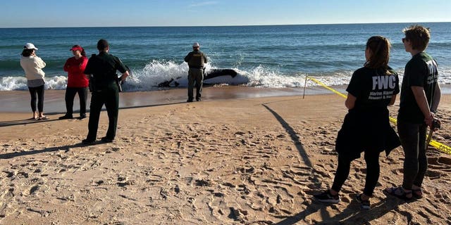 Authorities at Jungle Hut Park in Palm Coast, Florida oversee the removal of a 21-foot orca that became beached and lost its life.