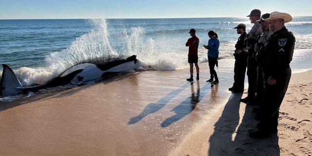 Authorities at Jungle Hut Park in Palm Coast, Florida oversee the removal of a 21-foot orca that became beached and lost its life.