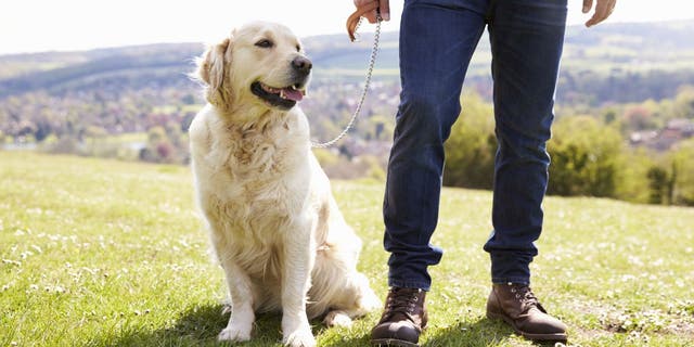 Most of us treat our dogs as if they were our children. And with young children around, it's important to put safety locks on drawers, cabinets, and other places where they could potentially hurt themselves. 