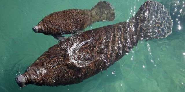 Two manatees swim by Manatee Lagoon on Jan. 30, 2022, in West Palm Beach, Florida. 