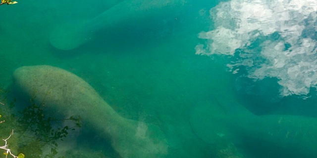 Manatees float in a canal at Port Everglades on Jan. 18, 2023, in Fort Lauderdale, Fla. 
