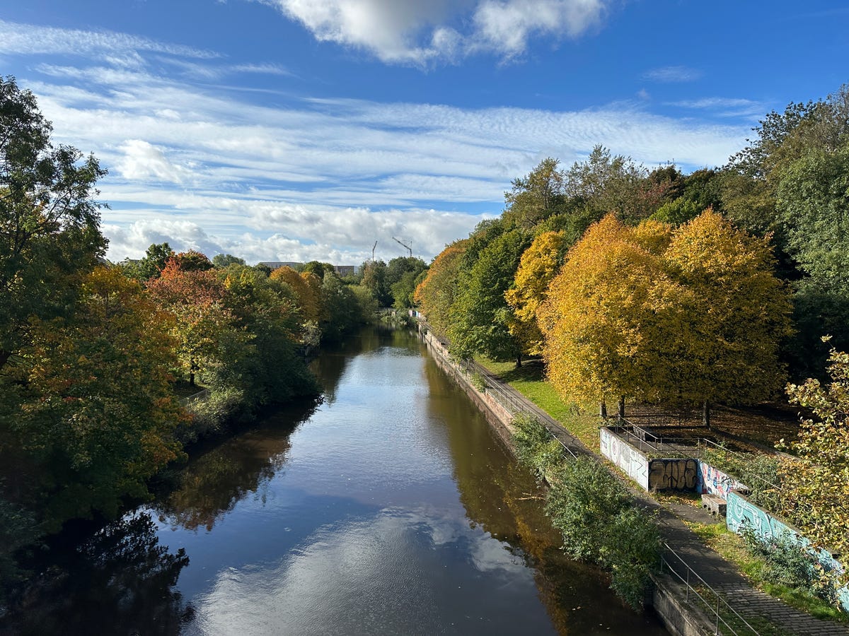 An image showing trees around a river