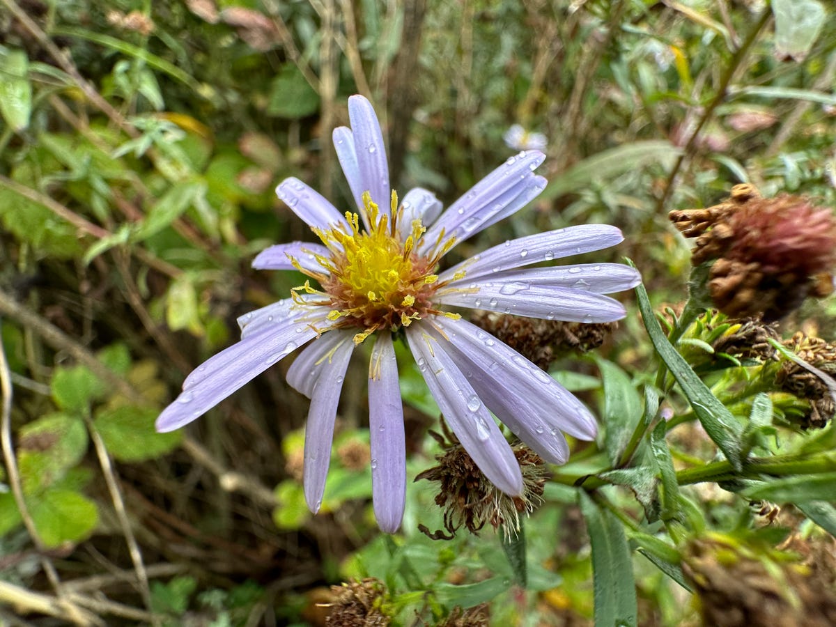 An image showing a close up of a flower.