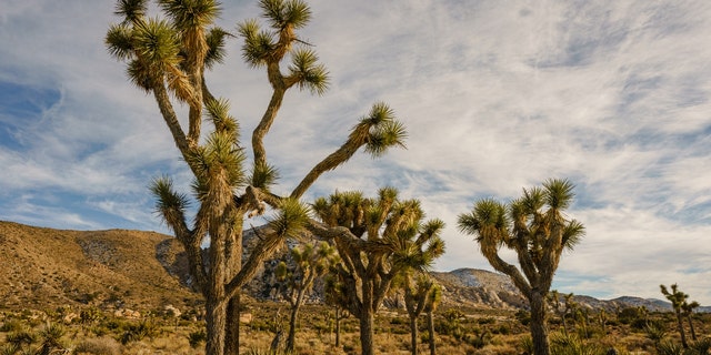 Joshua Tree National Park on Jan. 28, 2021, in Palms, California. 
