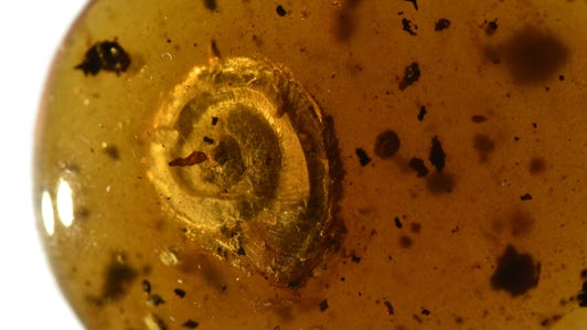 An orange-brown polished piece of amber reveals a curly snail inside.