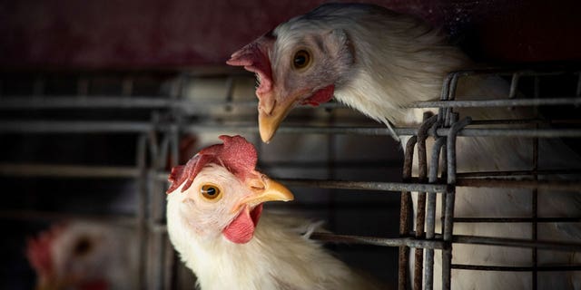 Chickens sit in cages at a farm, as Argentina's government adopts new measures to prevent the spread of bird flu and limit potential damage to exports as cases rise in the region, in Buenos Aires, Argentina, on Feb. 22, 2023.