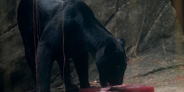 In this photo taken through a glass window, a black jaguar licks ice treats at the city zoo in Rio Janeiro, Brazil, on Jan. 27, 2023.