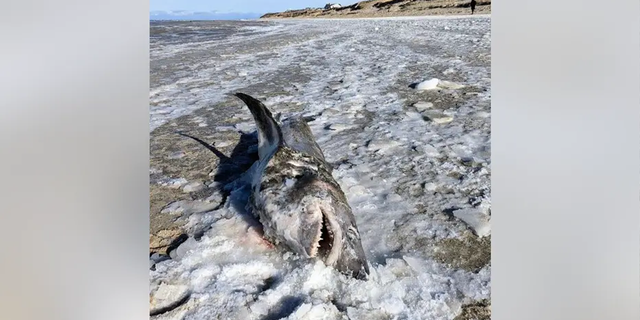 Marine biologist John Chisholm at the Anderson Cabot Center for Ocean Life shared that the large frozen shark was a male porbeagle. 