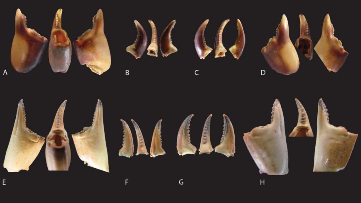 Grouping of crab claws against a black background showing different species and what they look like from the sides.