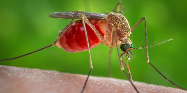 As part of testing the new repellent device, caged mosquitos were released at various points along the exterior of a tent, and nearly all of them were killed or repelled within 24 hours.