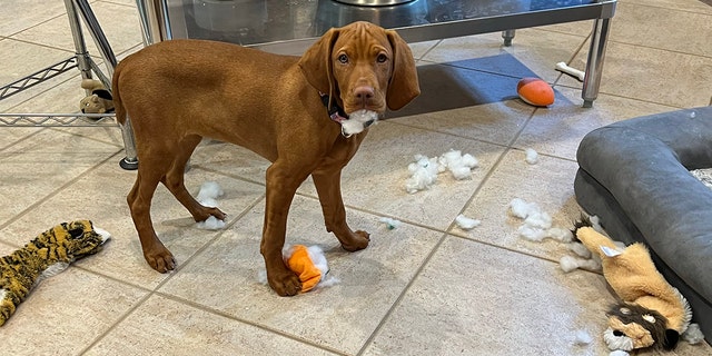 We love our pets, yet they don't always act like perfect little angels. 