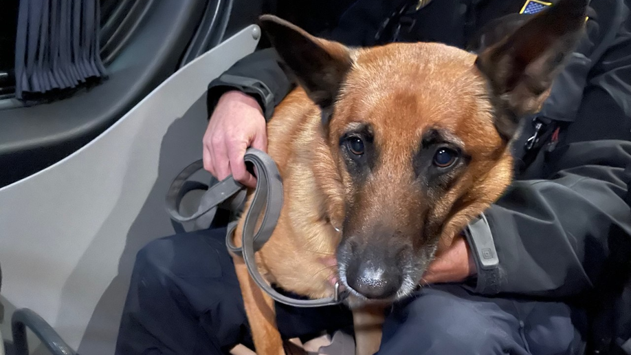 Diva the dog on hand to help rescue people from the rubble.