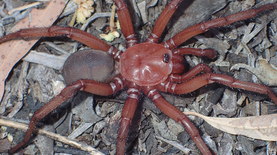 Euoplos dignitas
