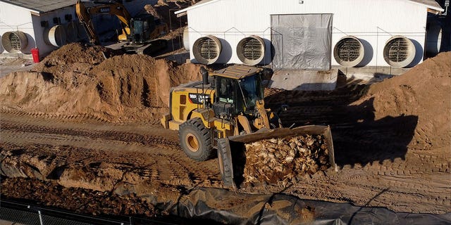 A backhoe carries dead chickens to a pit at a poultry farm on March 15, 2023, after Chilean authorities confirmed the country's first outbreak of avian flu.