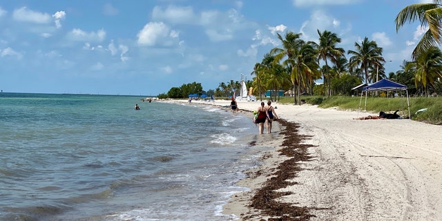 Sargassum, a seaweed-like algae, collects on a beach in Key West, Florida, on Sept. 18, 2020.
