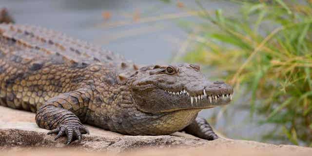 Crocodile in South Africa