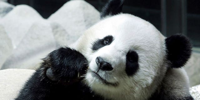 Lin Hui, a female Panda on a 10-year loan from China, is seen eating bamboo at the Chiang Mai Zoo in Thailand, on Sept. 23, 2005. Lin Hui died on April 19, 2023, six months before she was due to return home to China.