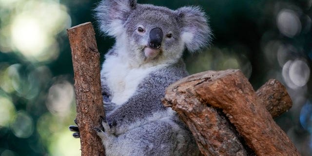 koala