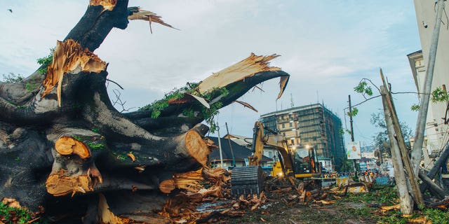 Sierra Leone Fallen Historic Tree