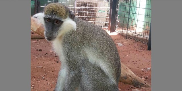 monkey