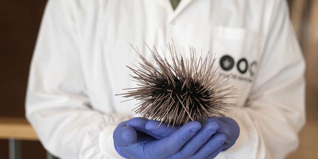 sea urchin