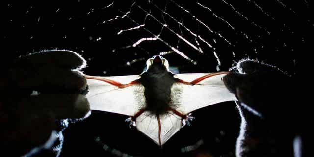 A University of Brasilia bat 