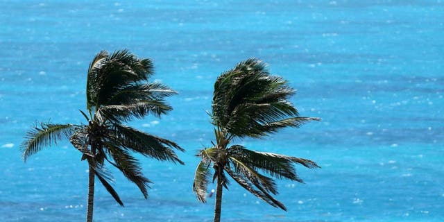 Palm trees on Bermuda seen from air