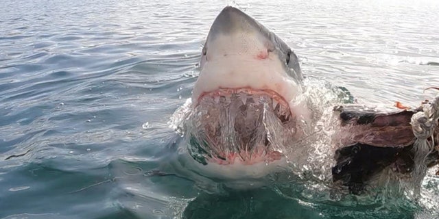great white eats bait