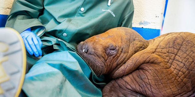 walrus calf