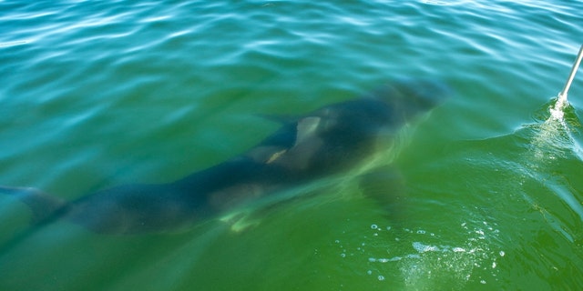 A great white shark