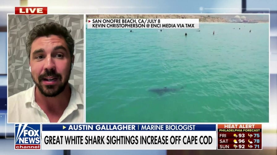 Great white shark sightings increase off Cape Cod