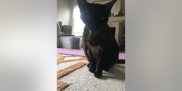 Camela-Leierth-Segura's cat