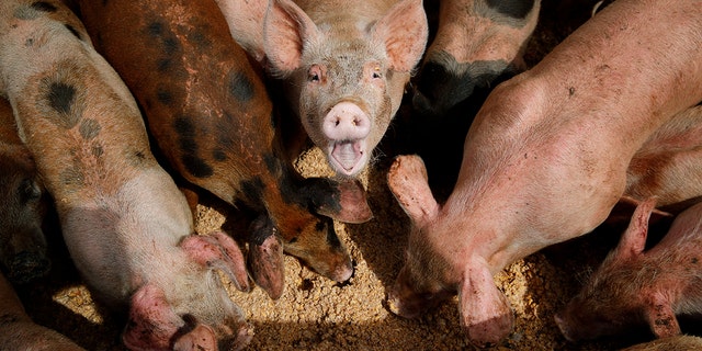 Pigs eating from trough