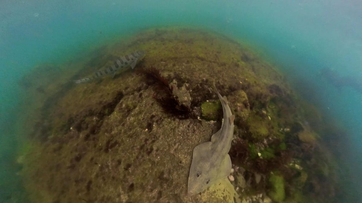 guitar-fish-leopard-shark