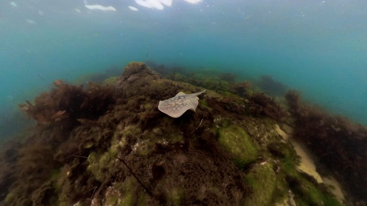 stingray