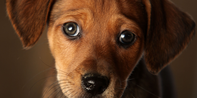 Daschund puppy
