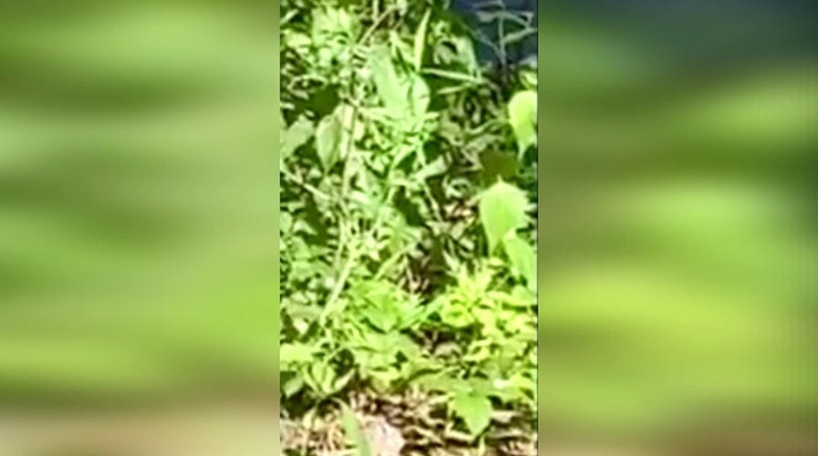 'Rogue' gator spotted in New Jersey