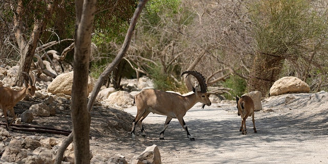 A photo of Ibexes