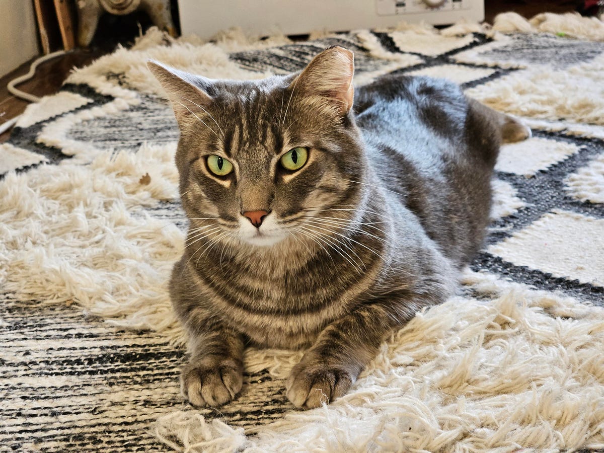 A photo of a cat