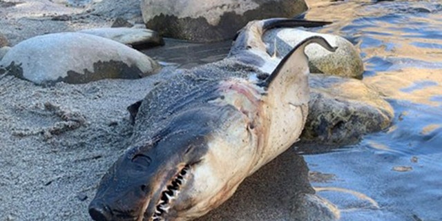 salmon shark