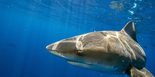 Shark in blue water