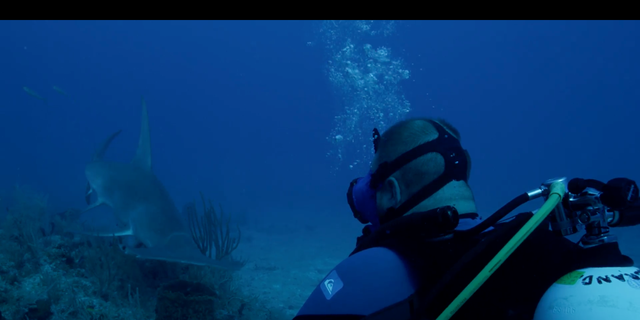 hammerhead shark on discovery channel show