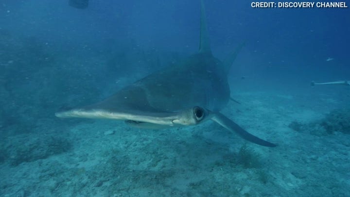 Close encounter with hammerhead shark caught on video