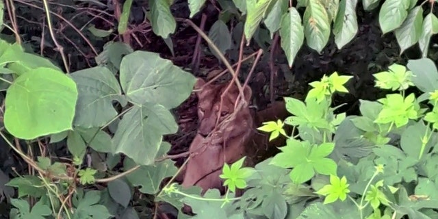 lioness hiding