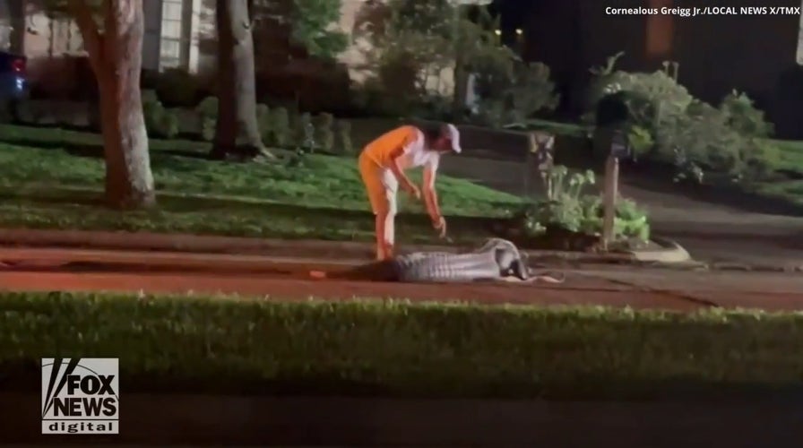 Massive 1.2K-pound alligator with 3 legs wanders road in Texas neighborhood