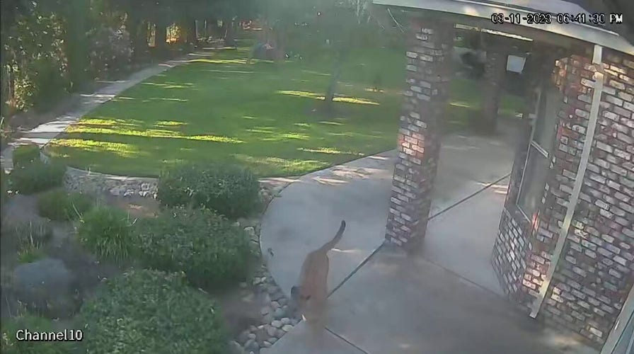 California dog chases mountain lion away from family's home