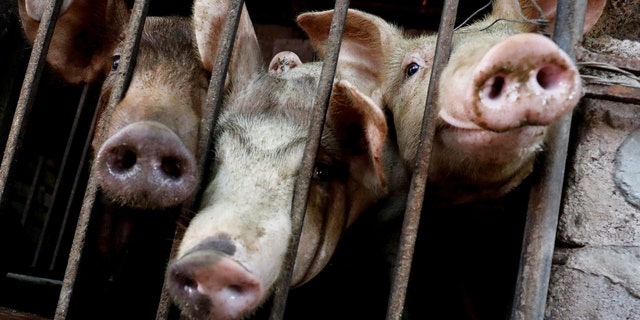 Pigs