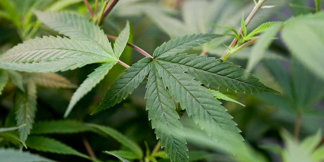 hemp plant