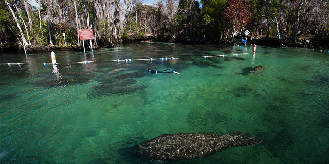 Manatees swimming in Florida river