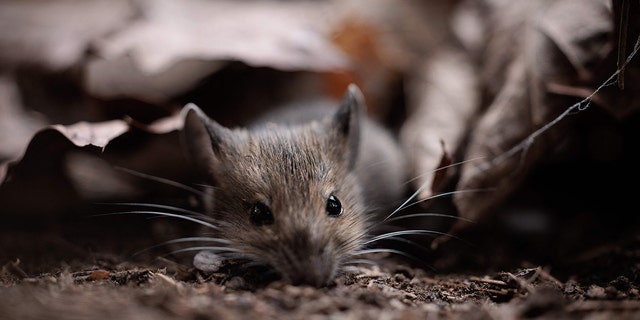 Field mouse